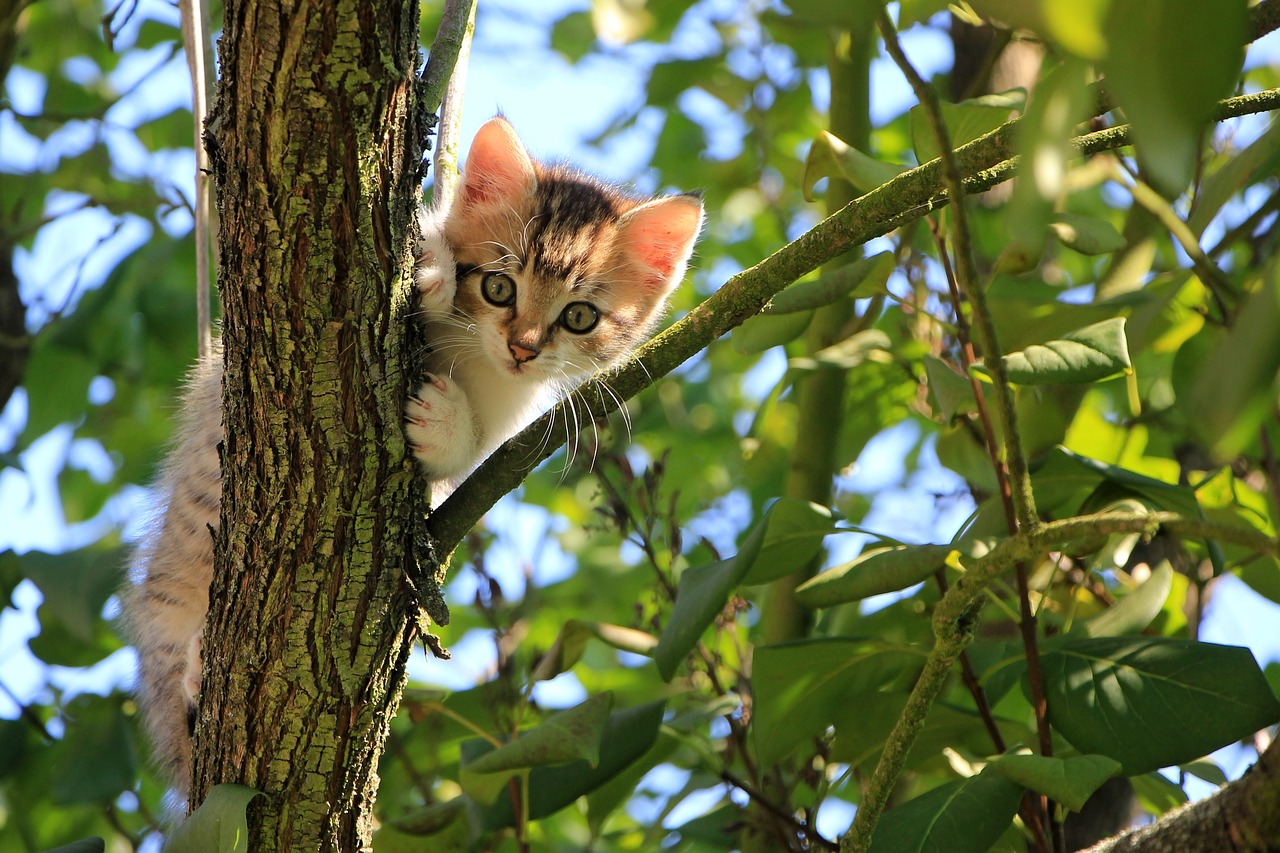 How to Train Your Cat to Come When Called